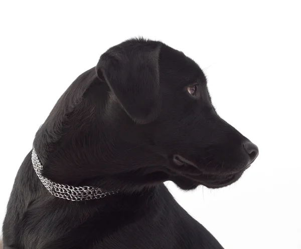 Czarny labrador retriever — Zdjęcie stockowe