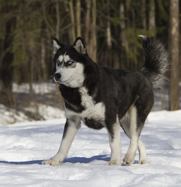 Siberische husky uitvoeren op sneeuw — Stockfoto