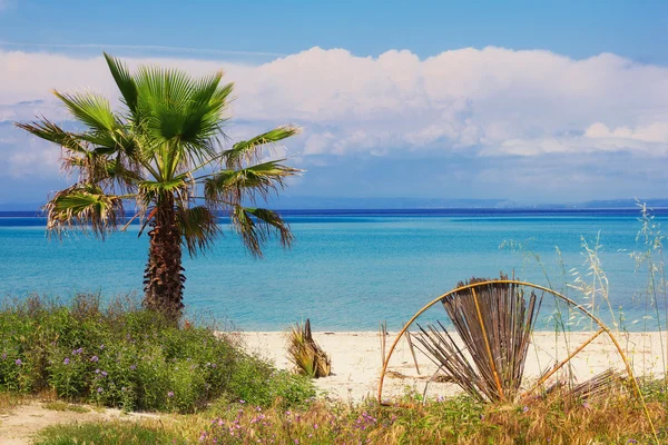 Palmy na pláži v hanioti, Řecko — Stock fotografie