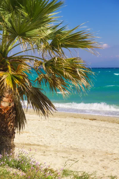 Palmy na pláži v hanioti, Řecko — Stock fotografie