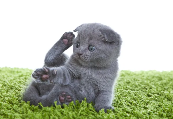Scottish Fold Kitten — Stock Photo, Image