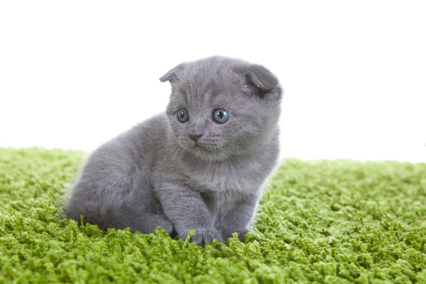 スコティッシュ・フォールド子猫 ロイヤリティフリーのストック画像