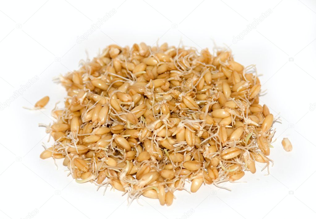 Wheat Germs Isolated on White Background