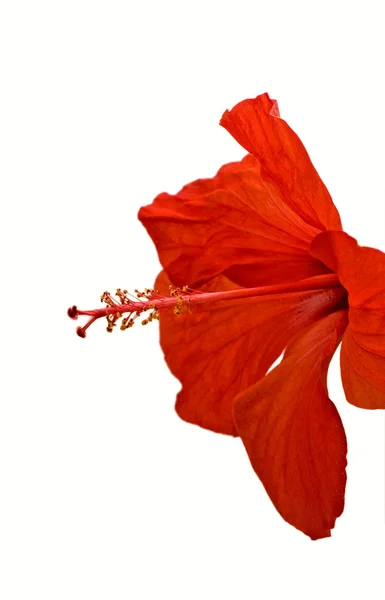 Цветок гибискуса изолирован на белом — стоковое фото