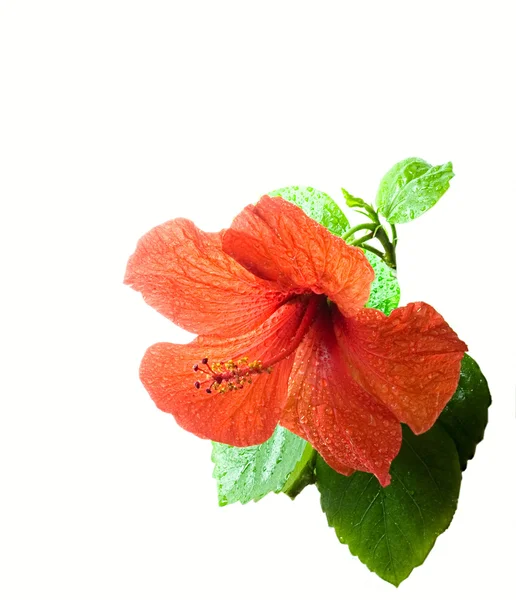 Hibiscus Flor aislada en blanco —  Fotos de Stock