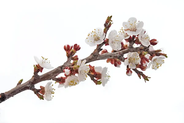 Fleur de printemps. Isolé sur blanc — Photo