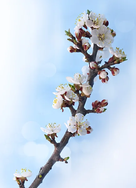 Jarní květ květ — Stock fotografie