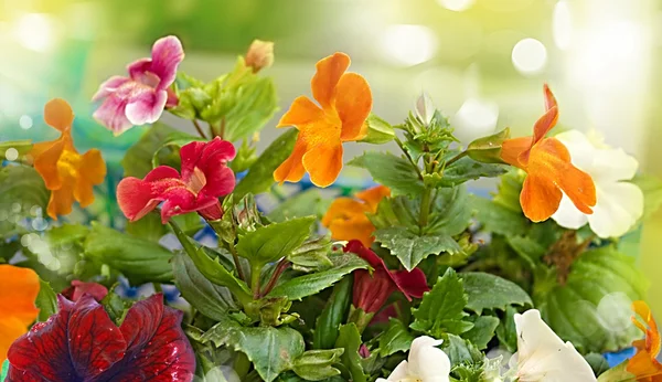 Background of wild flowers — Stock Photo, Image