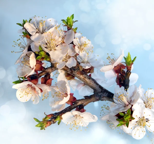 Vårblomma blossom — Stockfoto