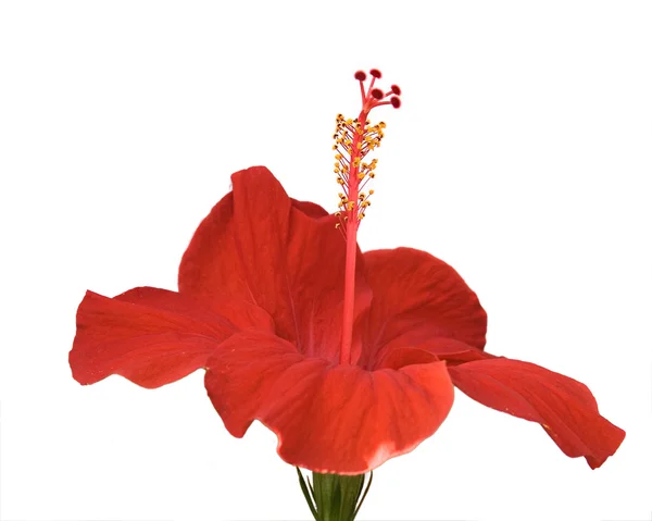 Hibiscus Flor aislada en blanco — Foto de Stock