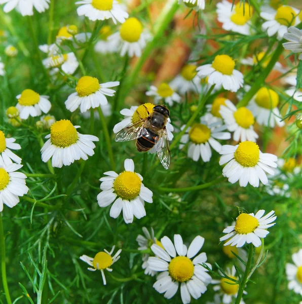 Groene weide vol madeliefjes en bijen — Stockfoto