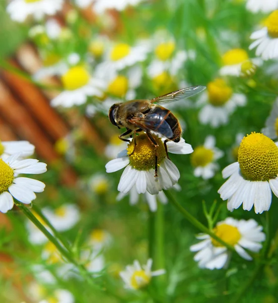 Pradera verde llena de margaritas y abejas — Foto de Stock