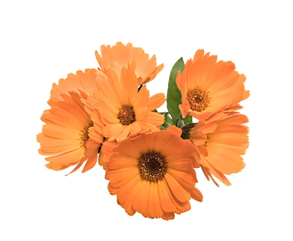 De bloemen van een calendula — Stockfoto