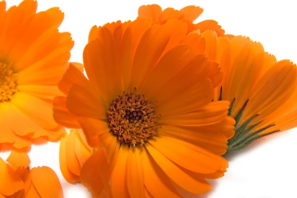 De bloemen van een calendula — Stockfoto
