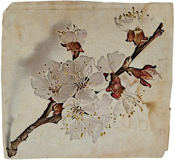Старая открытка с цветами вишни, дизайн в гранже — стоковое фото
