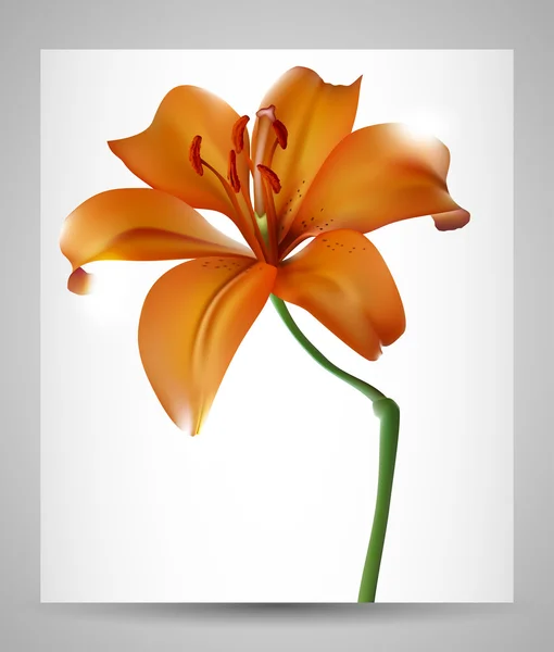 Zambak çiçeği tasarlamak vektör arka plan, düğün kartı şablonu — Stok Vektör