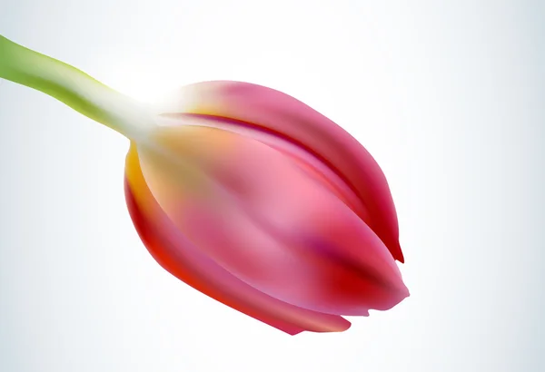 Rózsaszín tulipán (vektor) — Stock Vector
