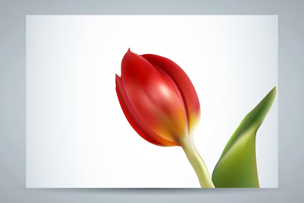 Tulipa vermelha (vetor ) — Vetor de Stock
