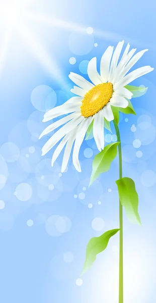 Prachtige daisy flower met bladeren. vector — Stockvector