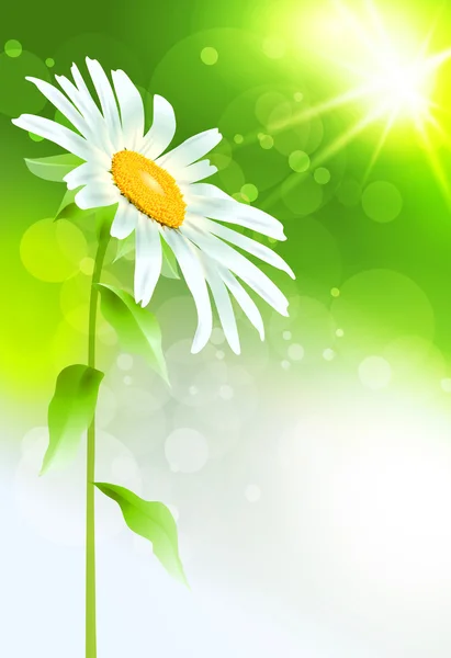 Krásný sedmikráska květ s listy. vektor — Stockový vektor