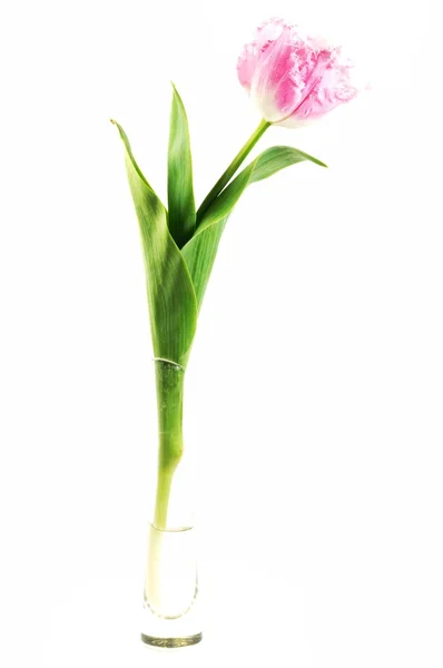 Piękny różowy kwiat tulipana — Zdjęcie stockowe