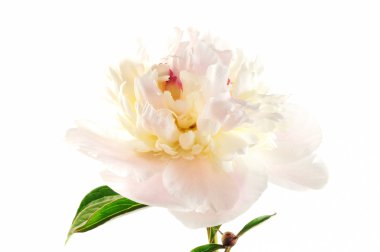 Peony flower clipart