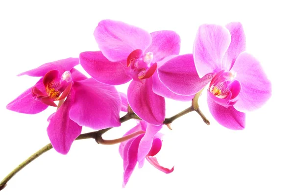 stock image Beautiful pink orchid flowers