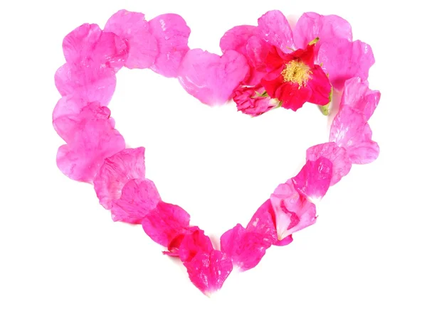 Hermoso corazón de rosa —  Fotos de Stock