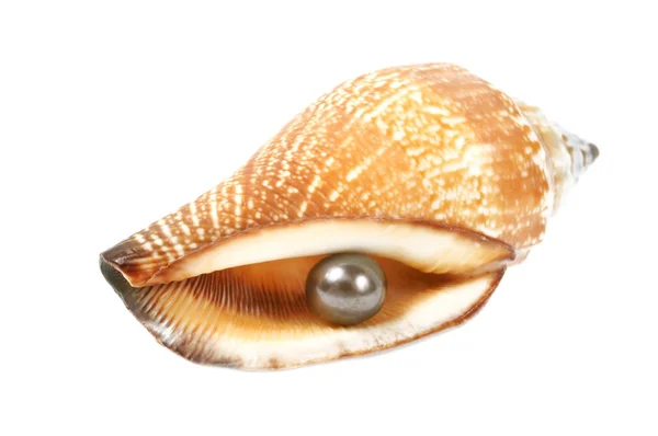 Concha de mar con perla —  Fotos de Stock