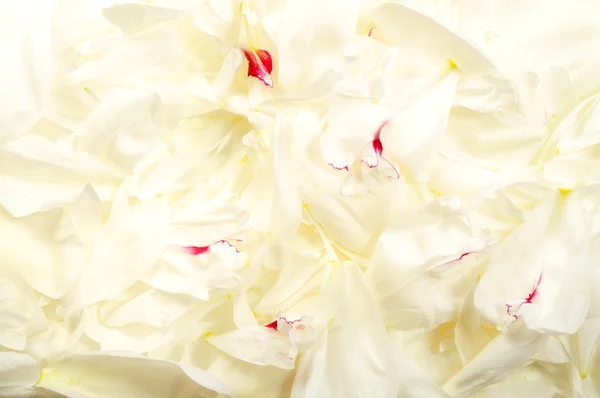 Blütenblätter weißer Hintergrund — Stockfoto