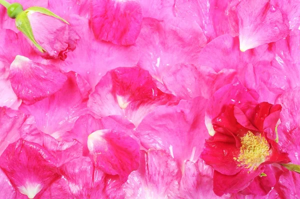 Schöner rosa Hintergrund — Stockfoto