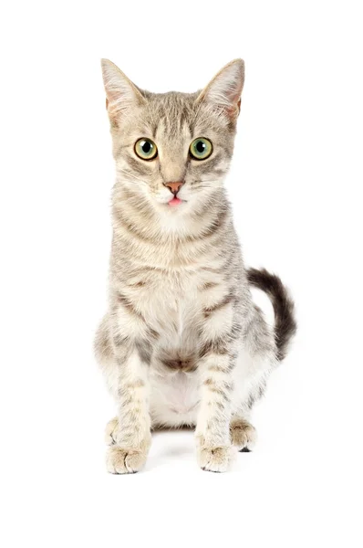 Cat mostrando lingua fuori — Foto Stock
