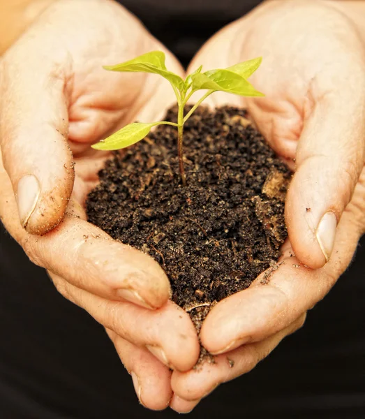 Händer som håller sapling i jord på svart — Stockfoto