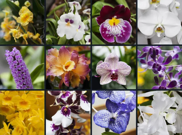 Collage av orkidé Royaltyfria Stockfoton