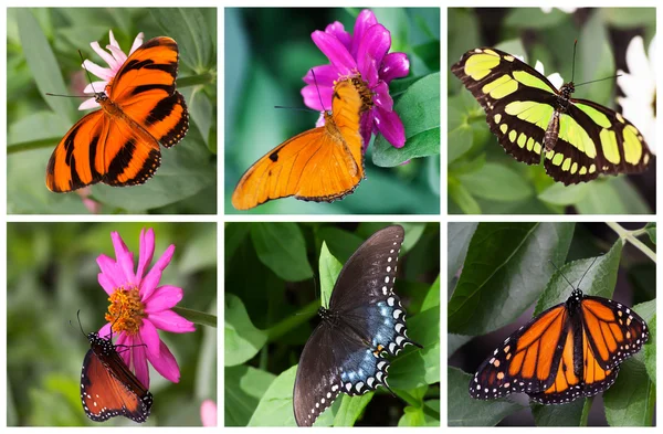 Fjärilar samling Royaltyfria Stockbilder