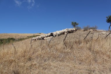 koyunları