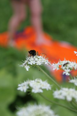 Insects on flower clipart