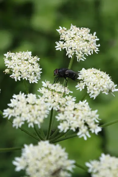 stock image Insects on flower