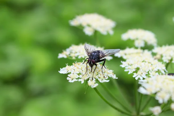 stock image Insects on flower