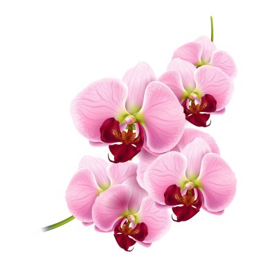 Orchid flower vector background