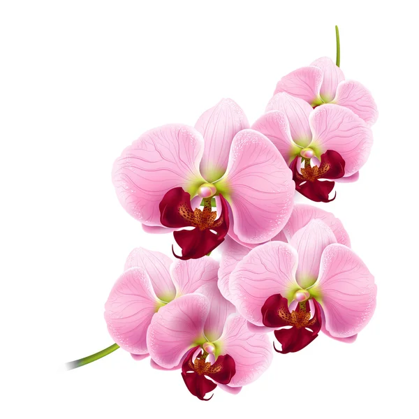 Orchid flower vector background — Stock Vector