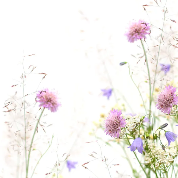 Marco de flores - fondo de primavera o verano —  Fotos de Stock