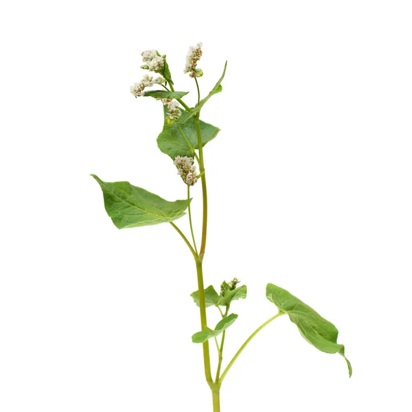 Gryka roślina na białym tle — Zdjęcie stockowe
