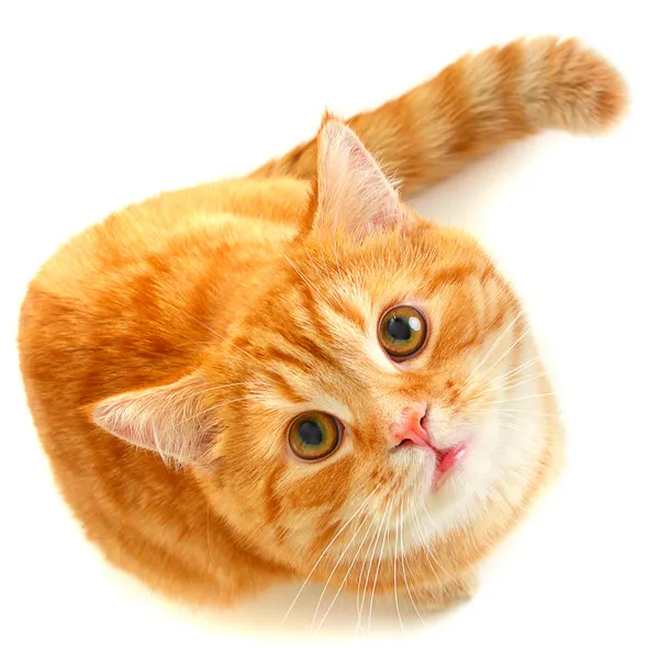 Красная кошка смотрит вверх изолирован — стоковое фото