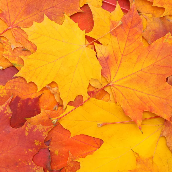 马普尔叶子的秋天多彩背景 — 图库照片