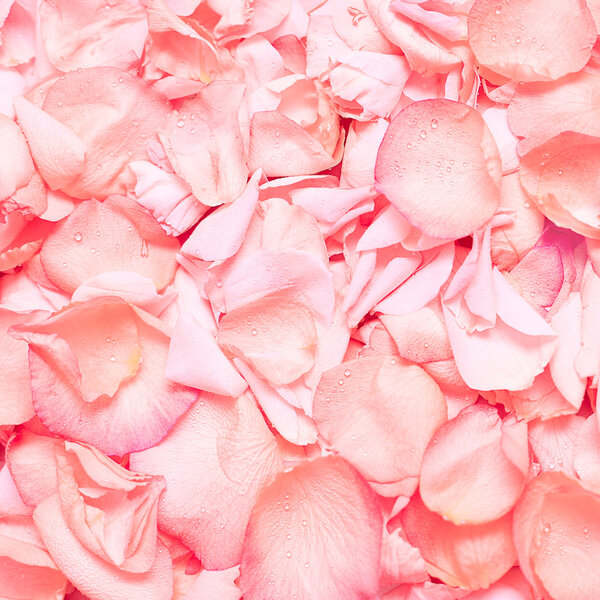Pink rose petals, floral background