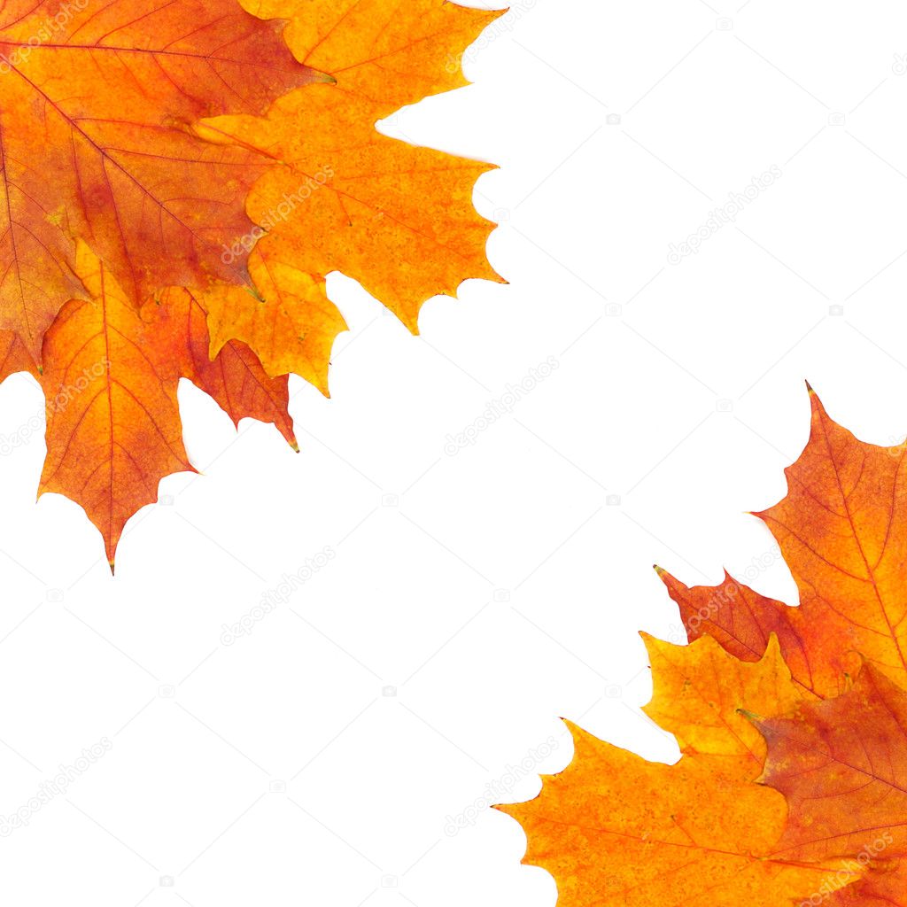 Autumn border of mapple leaves