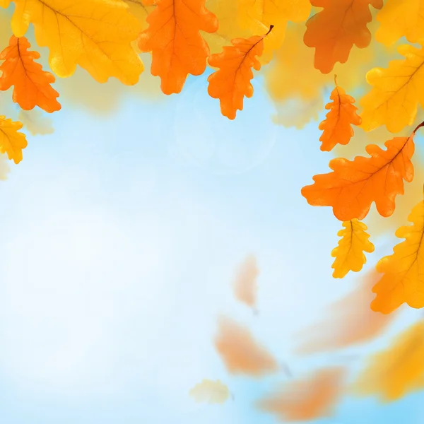 用橡木叶子的秋天背景 — 图库照片