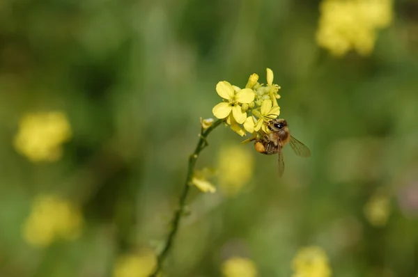 蜜蜂开在花朵上 — 图库照片