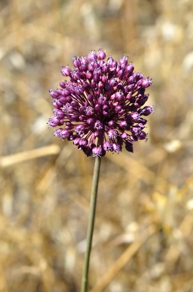 Purple allium plant — Stock Photo, Image